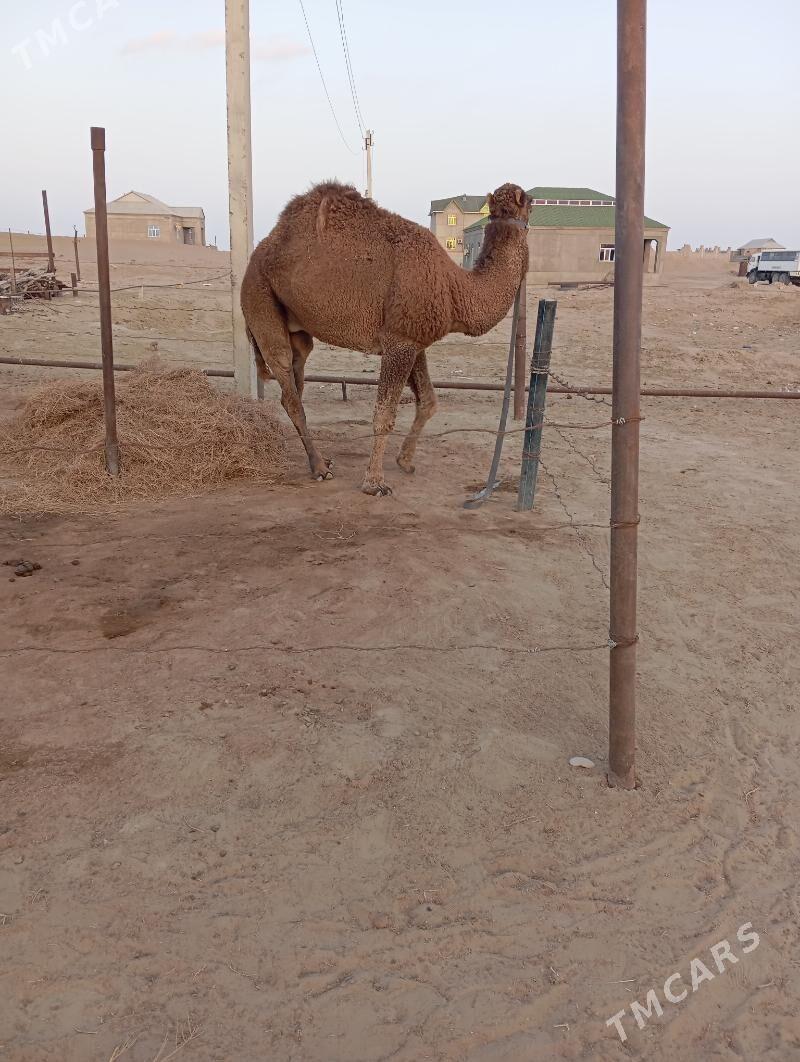 erkee 5yasynda - Эсенгулы - img 2