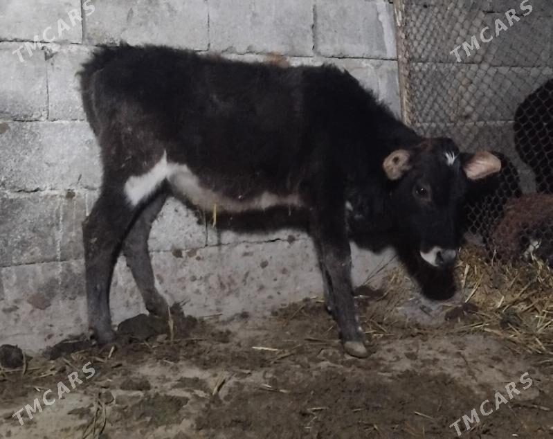 Gole tuwe - Gurtly - img 4