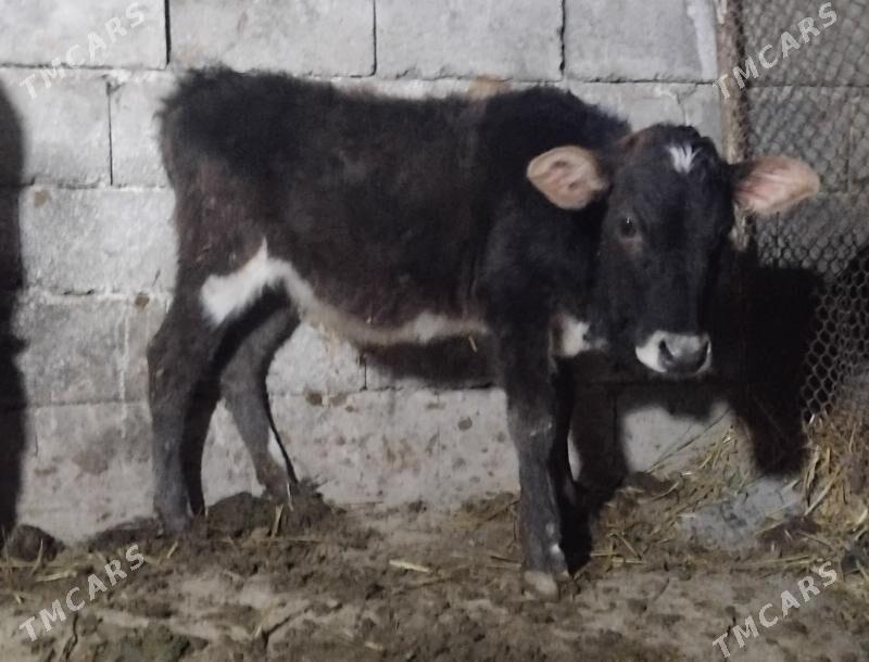 Gole tuwe - Gurtly - img 1