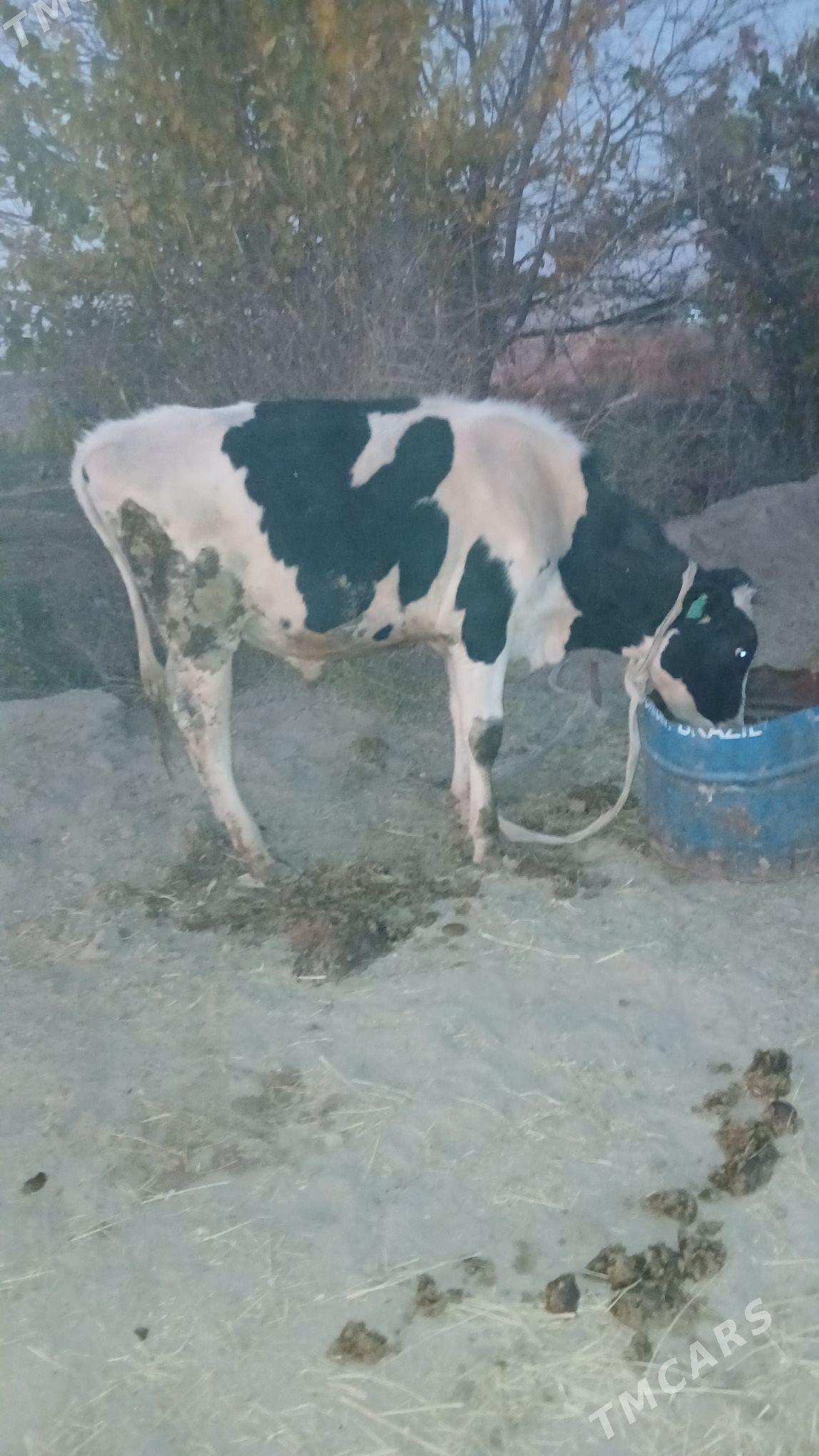 okuzce - Мургап - img 2