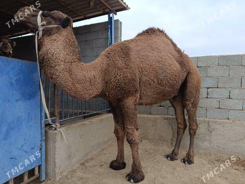 Düýe Erkek - Jebel - img 3