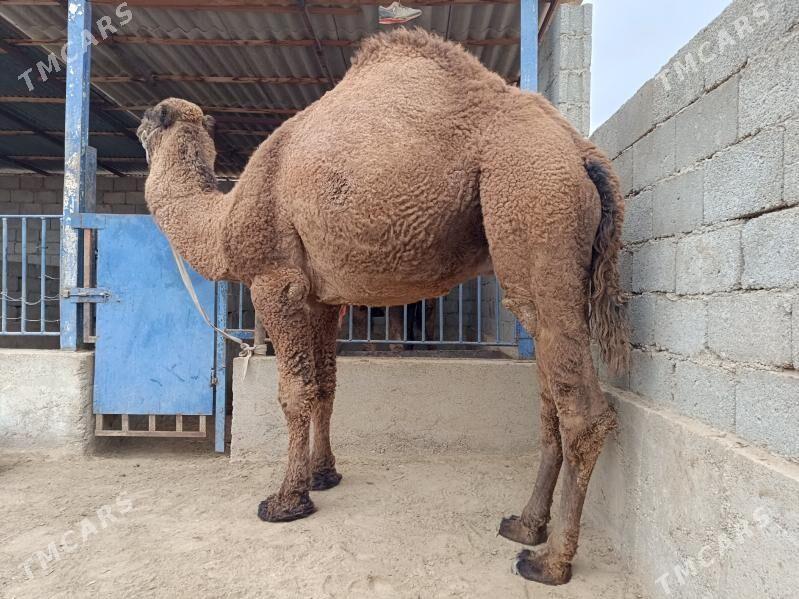 Düýe Erkek - Jebel - img 2