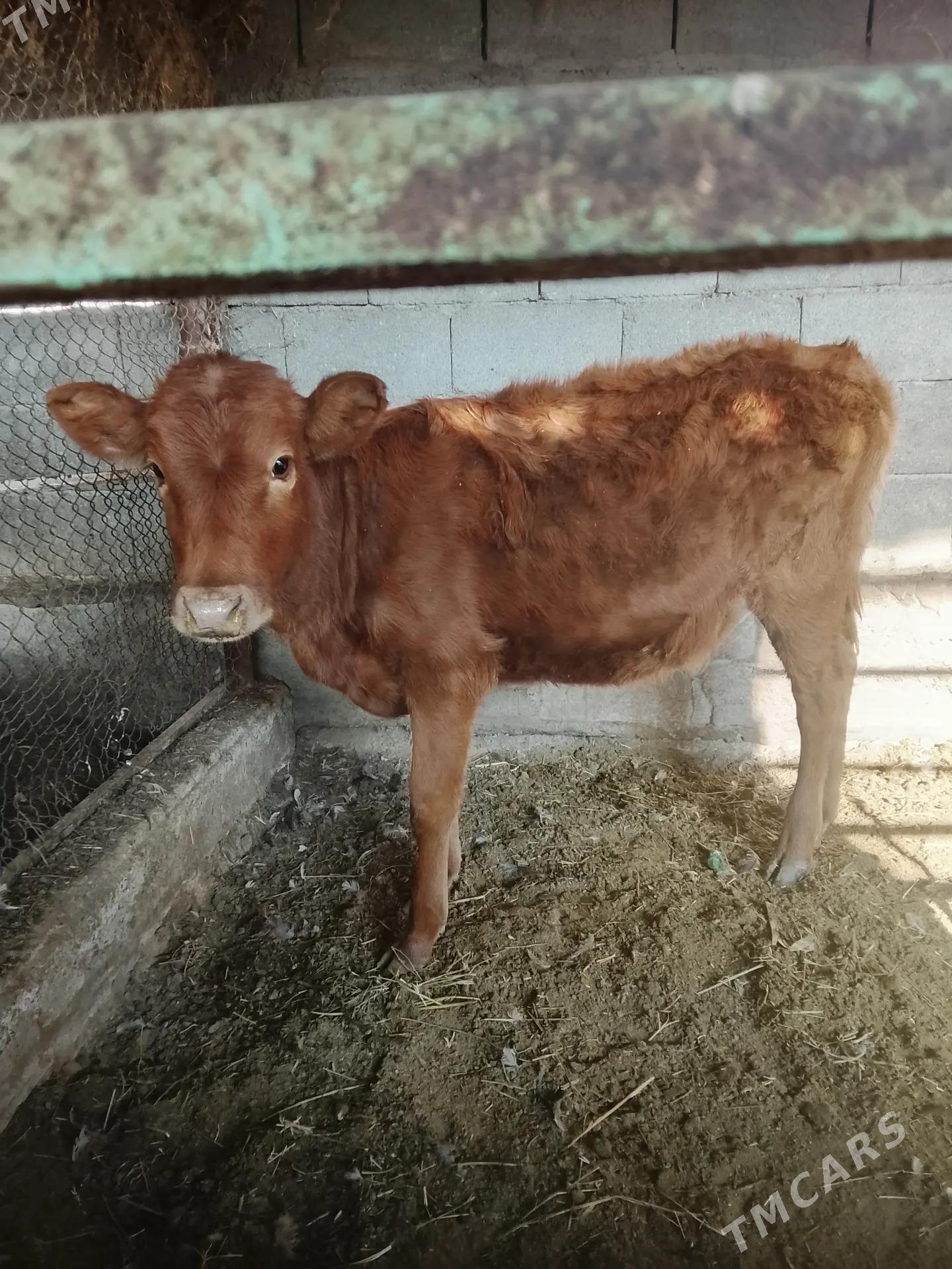 tuwe - Ýaşlyk - img 2