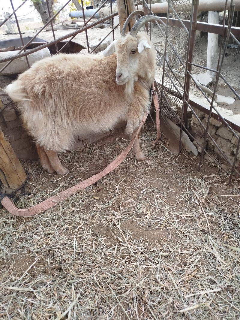 Geçi - Мары - img 3