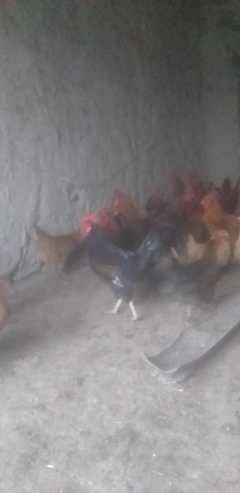 Horaz - Гороглы (Тагта) - img 2