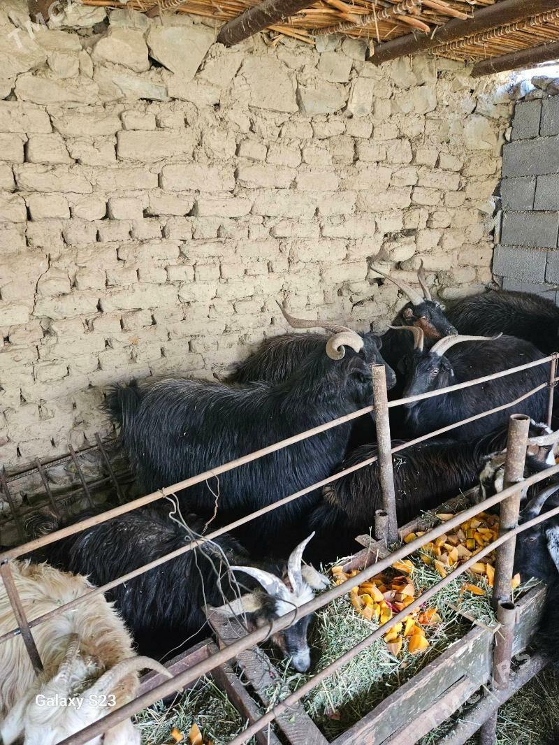 Erkeç - Magtymguly - img 2