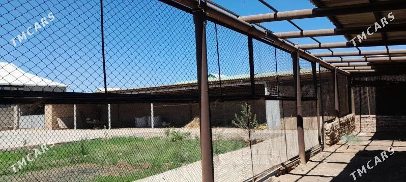 satlyk jay - Tejen - img 3