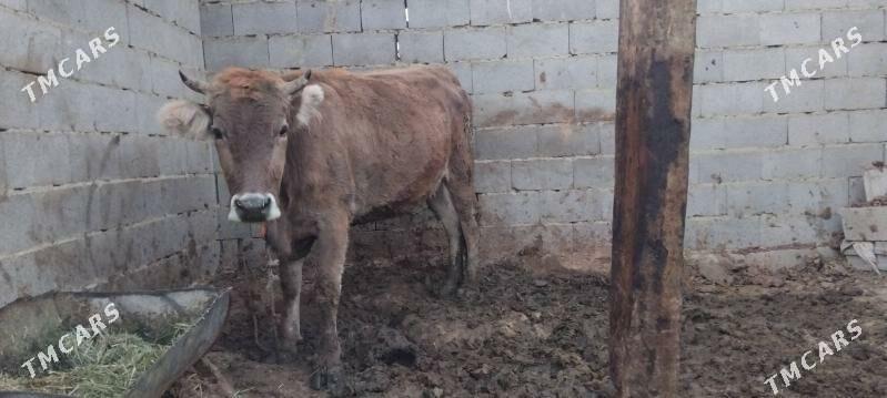 sygyrlar - Bäherden - img 3