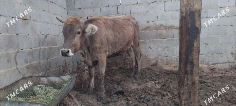 sygyrlar - Bäherden - img 2