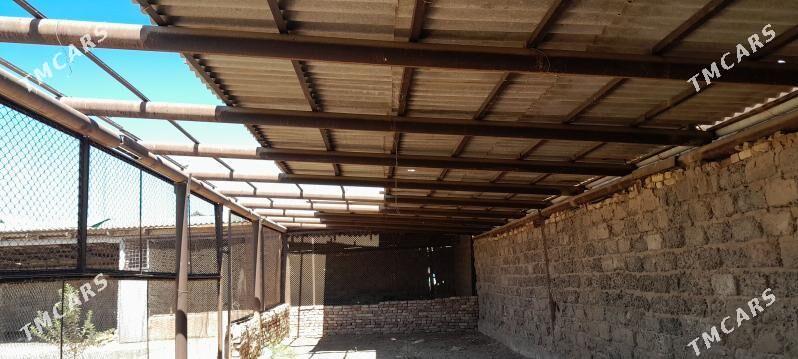 satlyk jay - Tejen - img 4