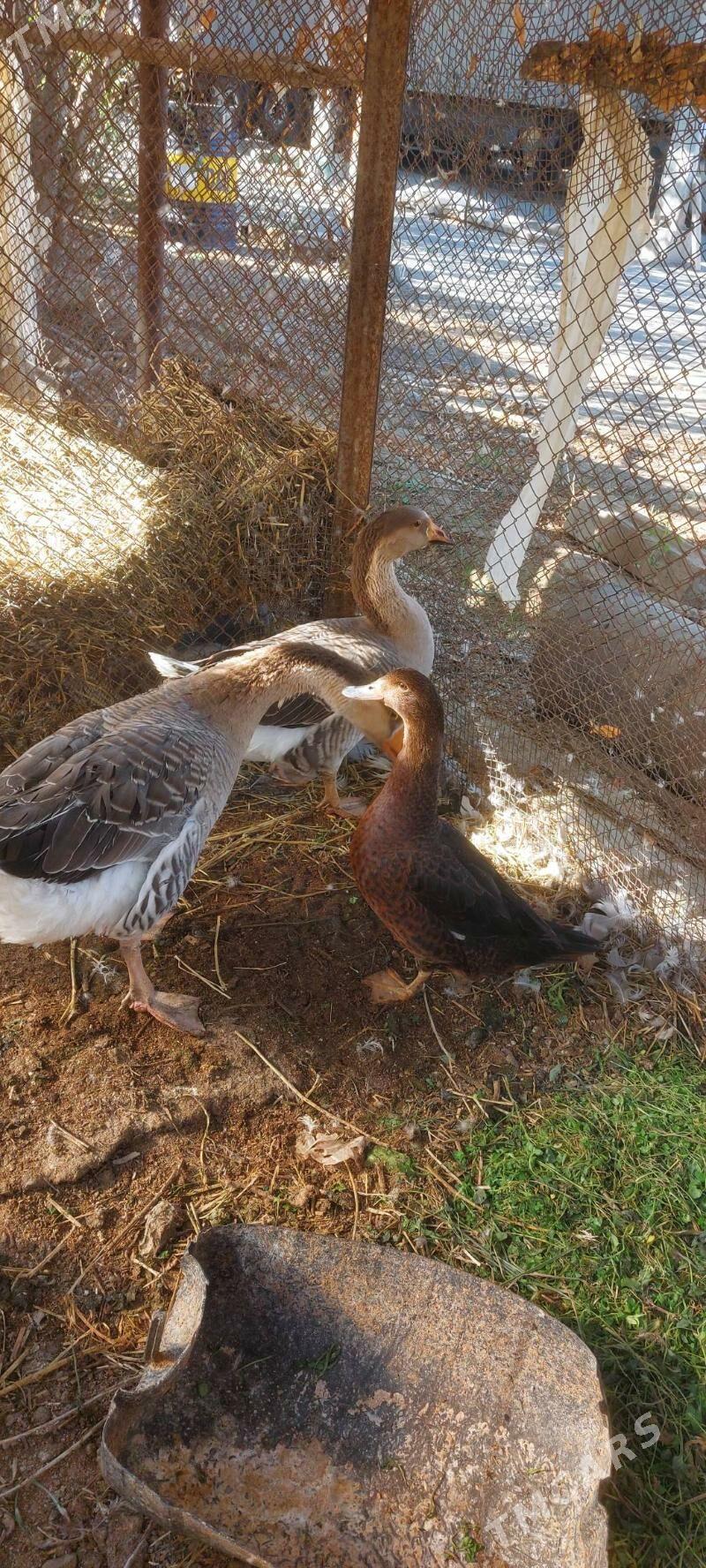 Guss - Бузмеин - img 5