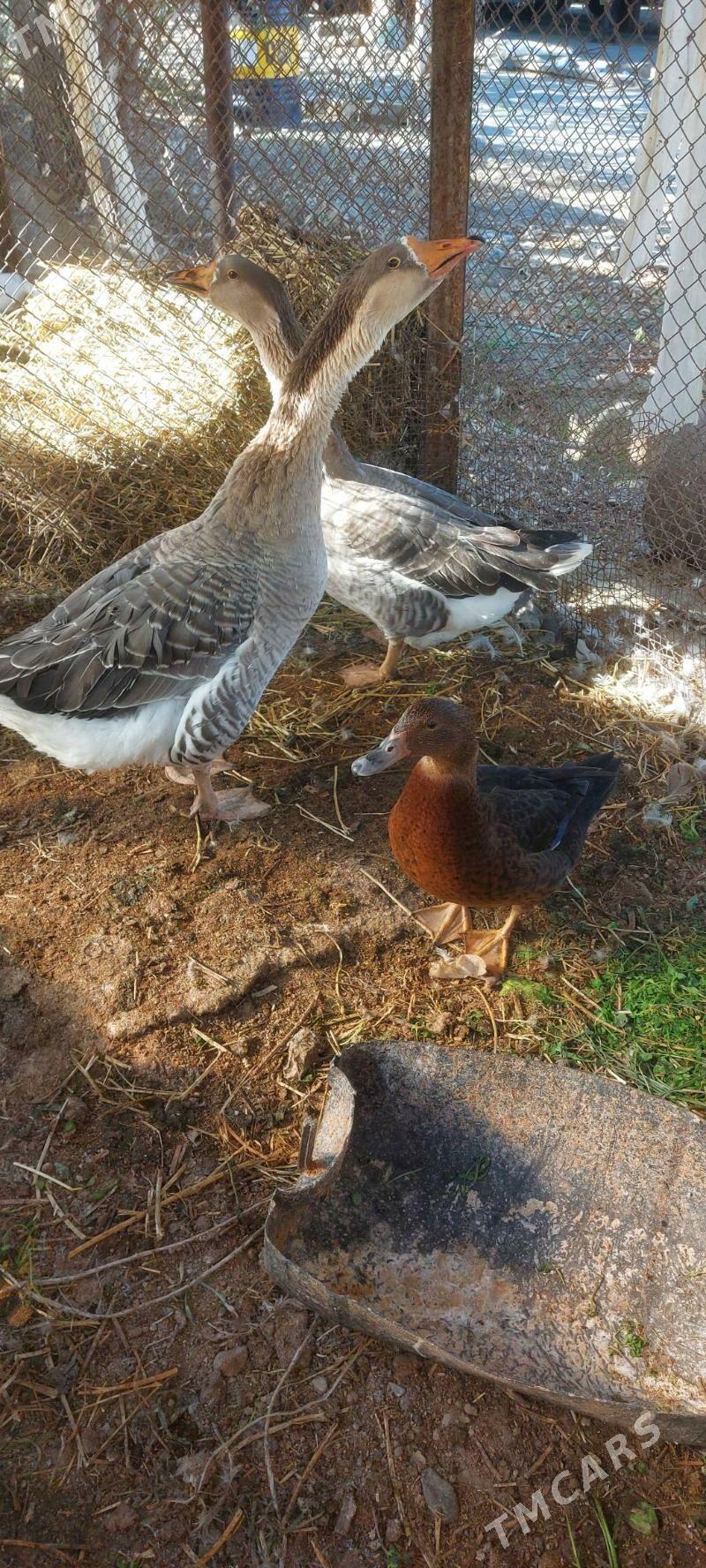 Guss - Бузмеин - img 4