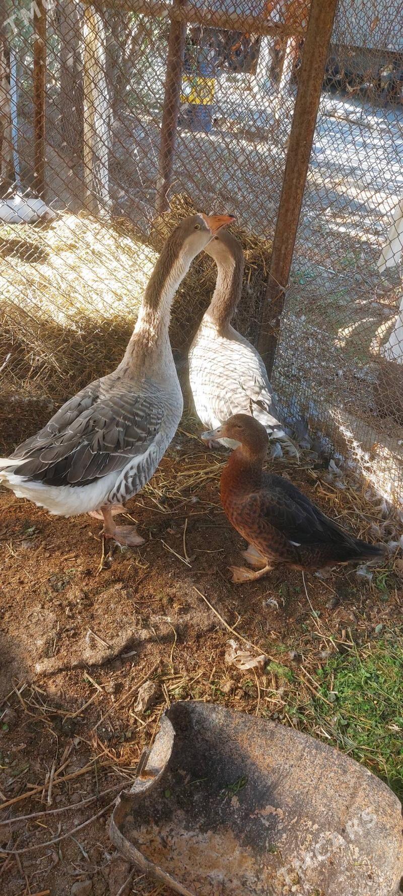 Guss - Бузмеин - img 6