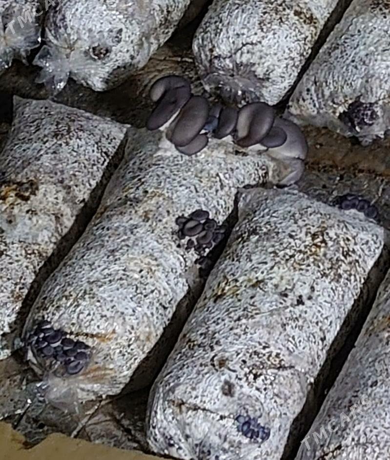 Komelek - грибы - Türkmenbaşy - img 3