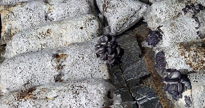 Komelek - грибы - Türkmenbaşy - img 4