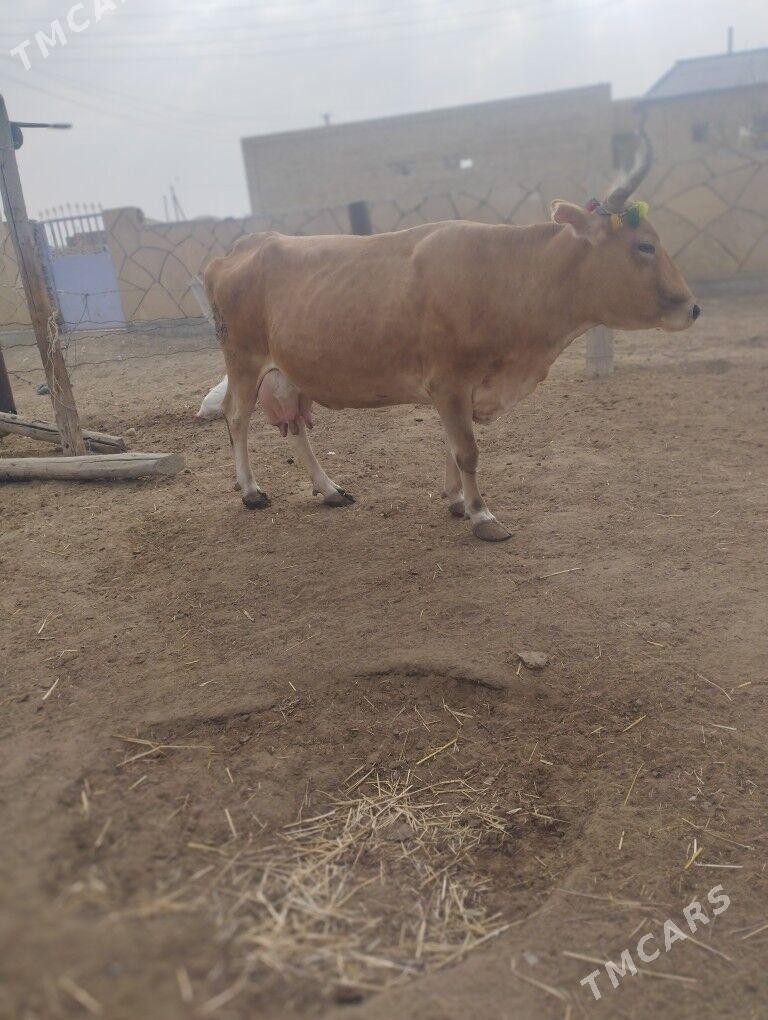 swes tohum sygyrlar - Эсенгулы - img 2