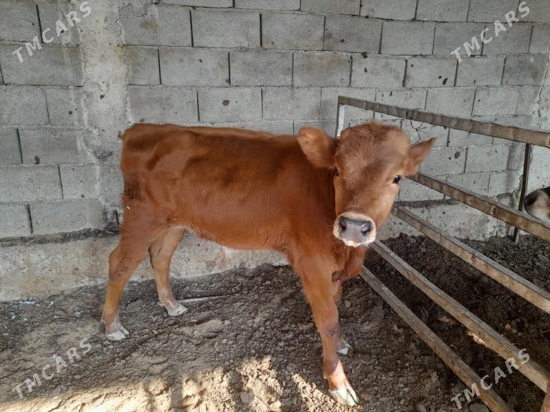 ökuz - Änew - img 3