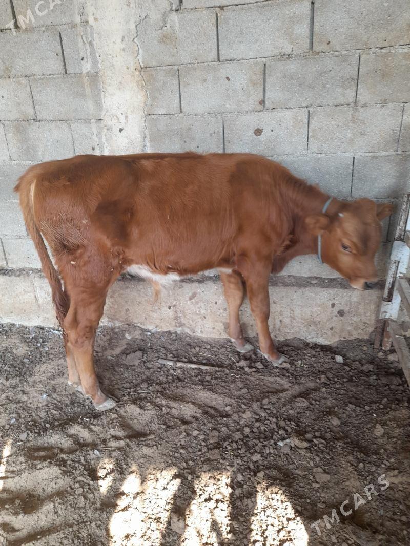 ökuz - Änew - img 8