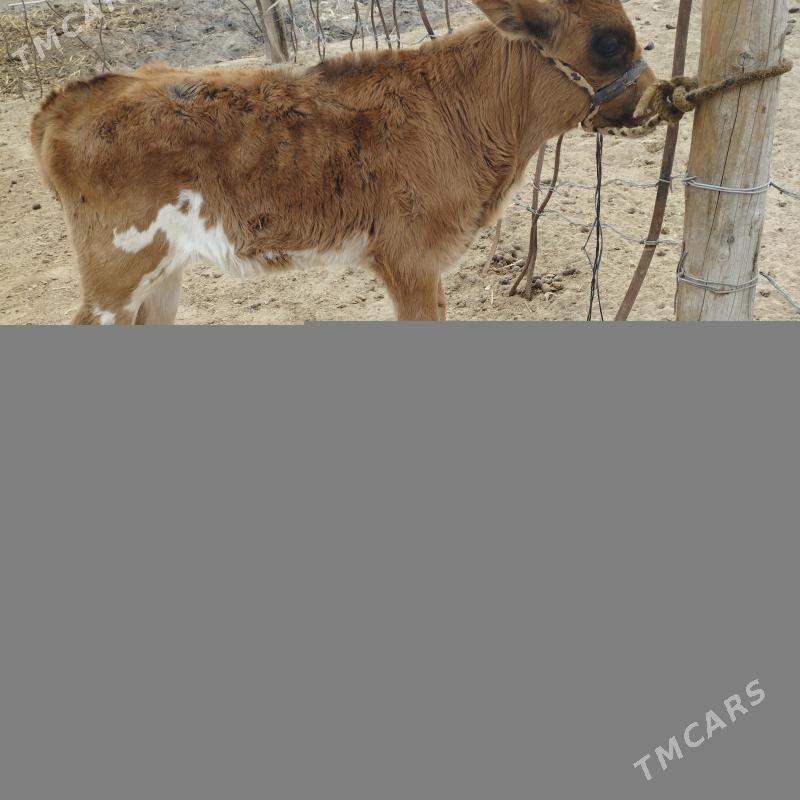 swes tohum sygyrlar - Эсенгулы - img 3