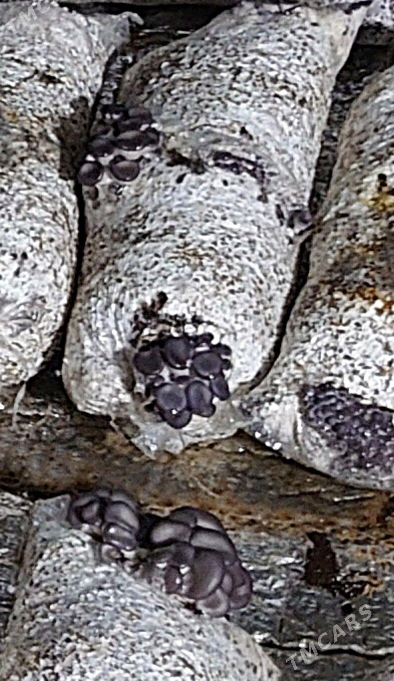 Komelek - грибы - Türkmenbaşy - img 2