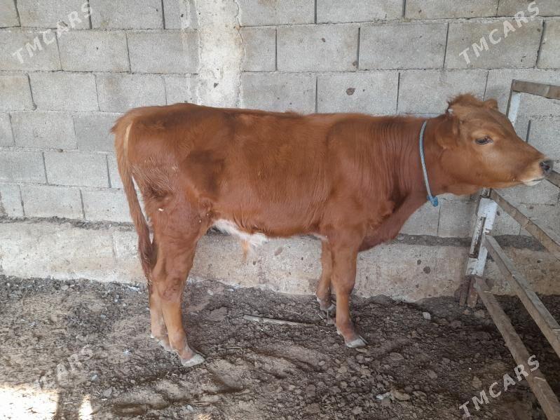 ökuz - Änew - img 6