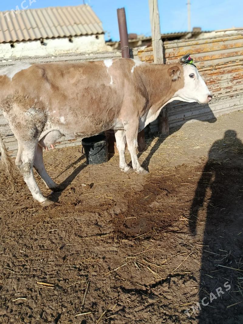 swes tohum sygyrlar - Эсенгулы - img 5