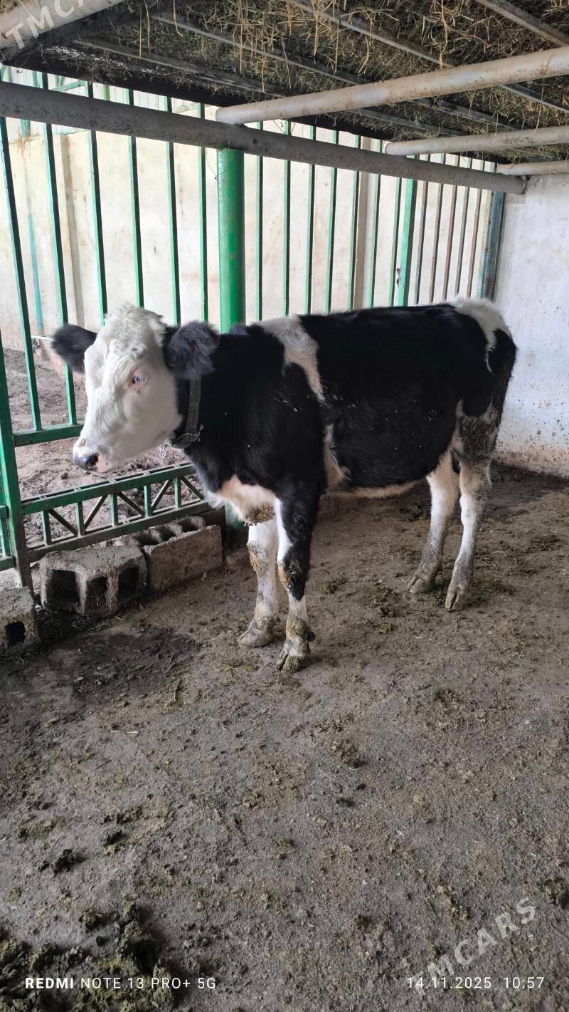 tuwe - Ашхабад - img 2