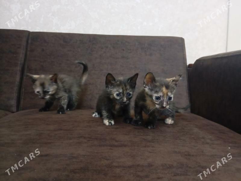 котята(девочки) - Туркменбаши - img 2