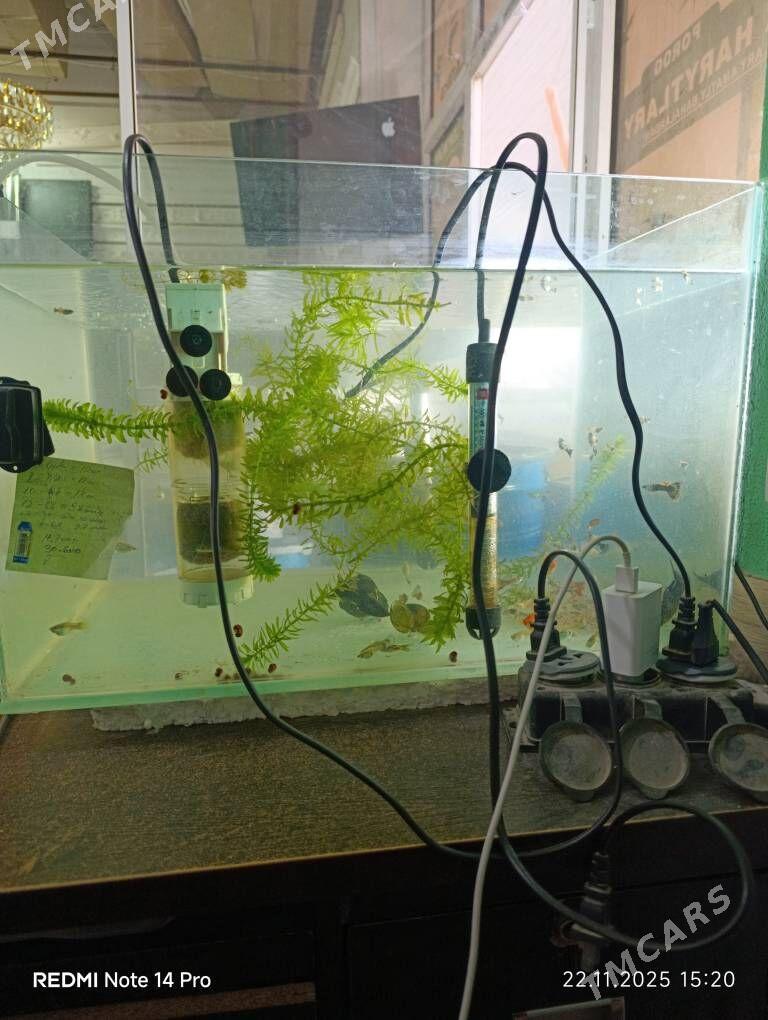 аквариум - Туркменабат - img 1