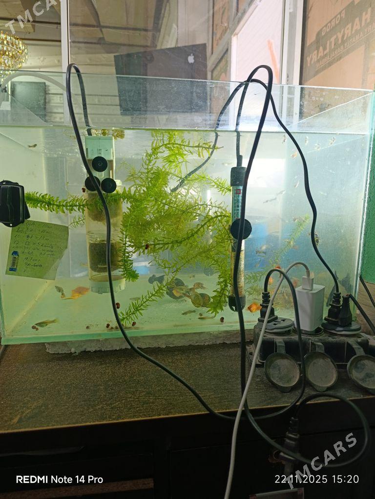 аквариум - Туркменабат - img 2