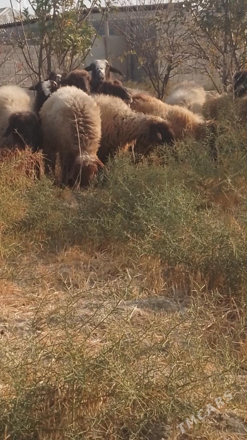 Goyun Tokly - Гёкдепе - img 2