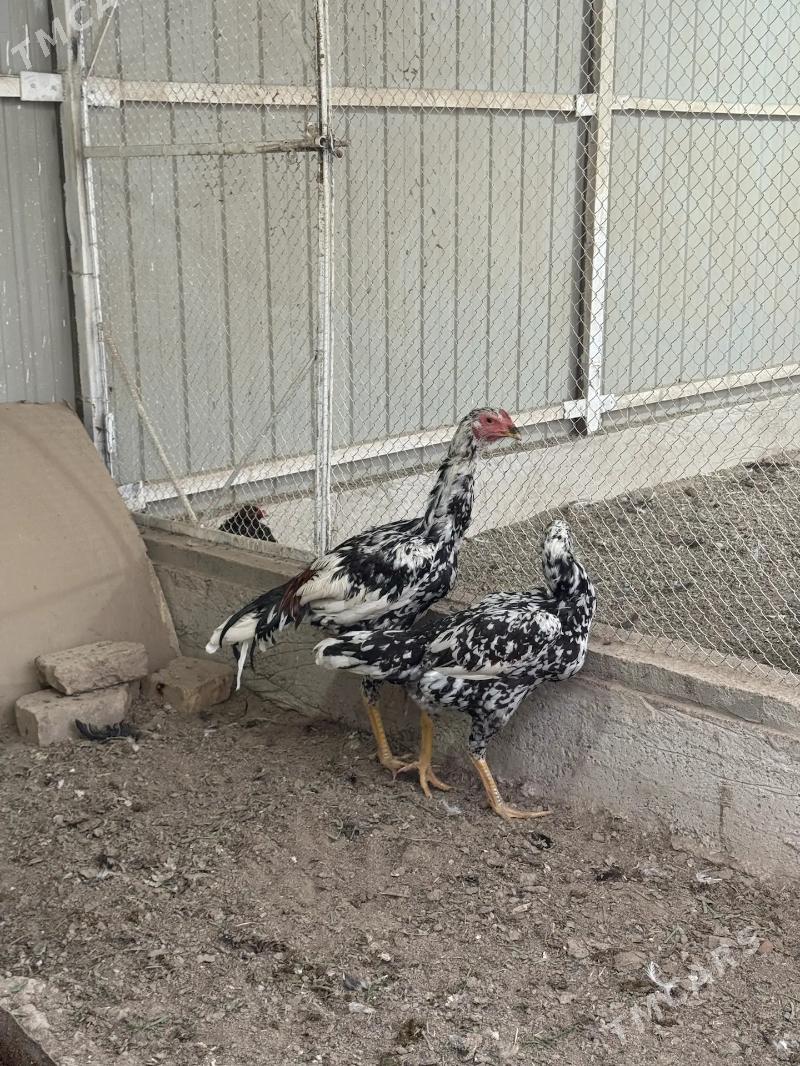 baýes - Mary - img 4