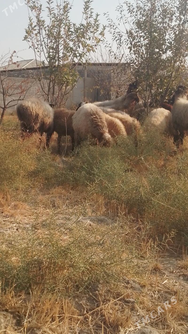 Goyun Tokly - Гёкдепе - img 3