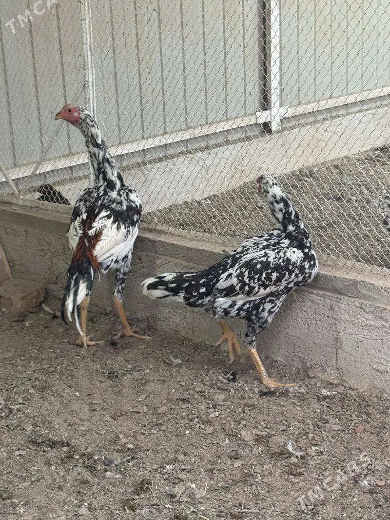 baýes - Mary - img 2