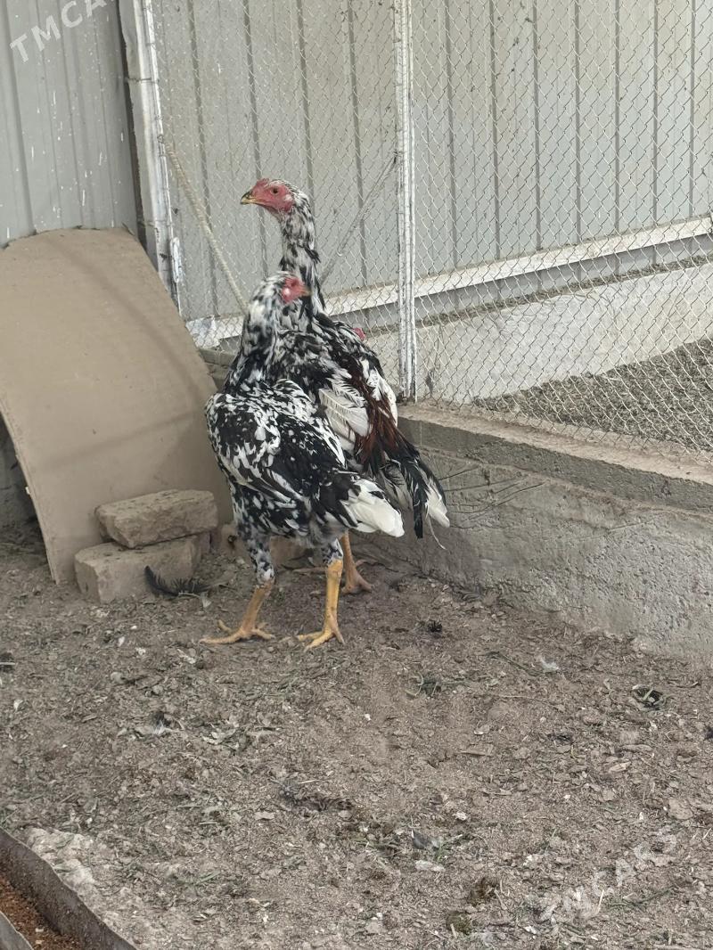 baýes - Mary - img 3