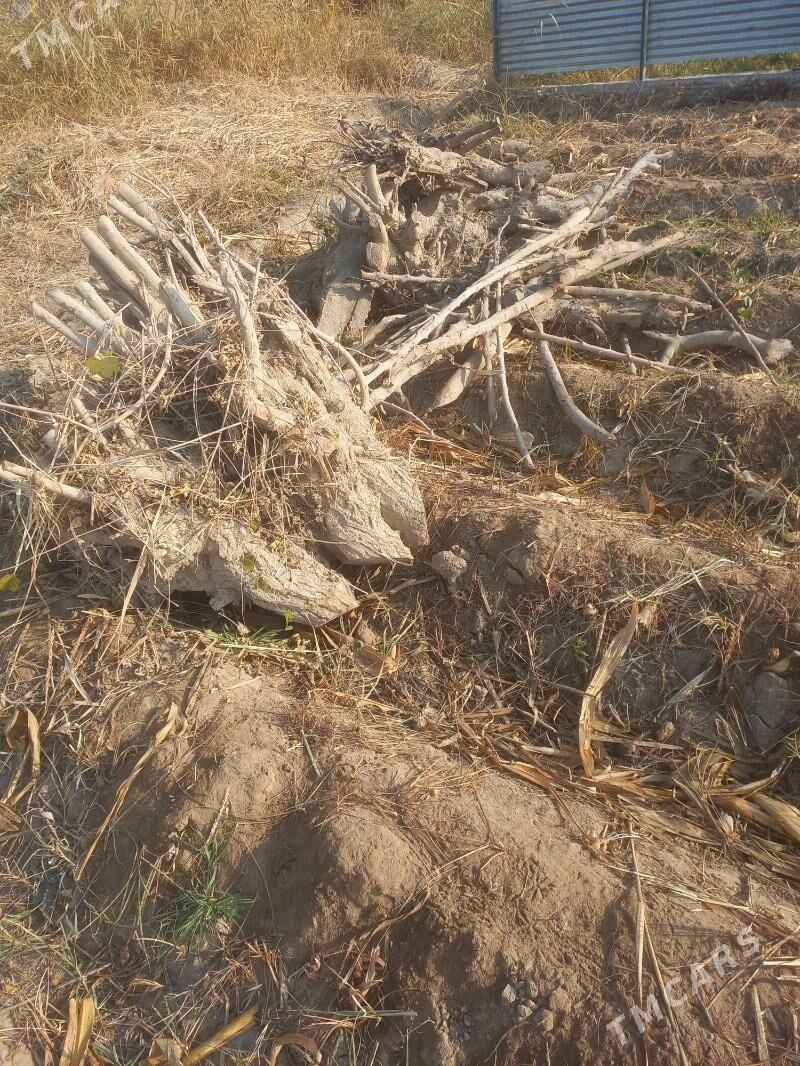 odun töññe - Murgap - img 2