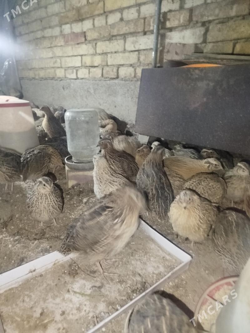 bedenebedene - Sakarçäge - img 2