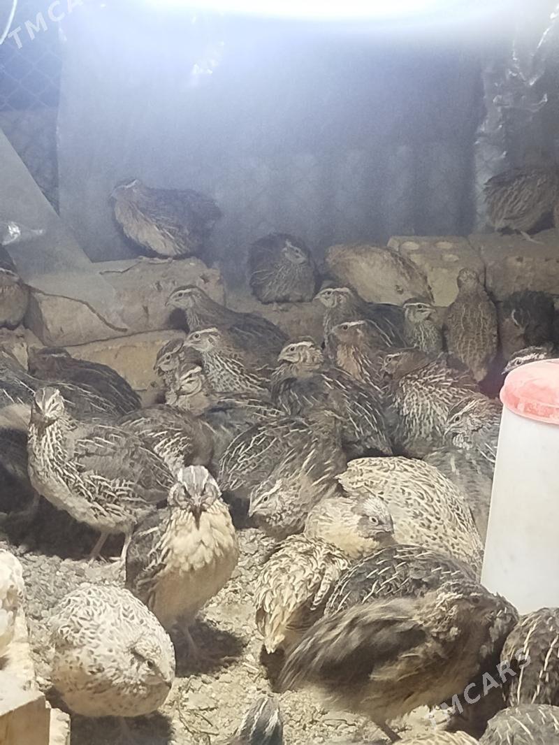 bedenebedene - Sakarçäge - img 5