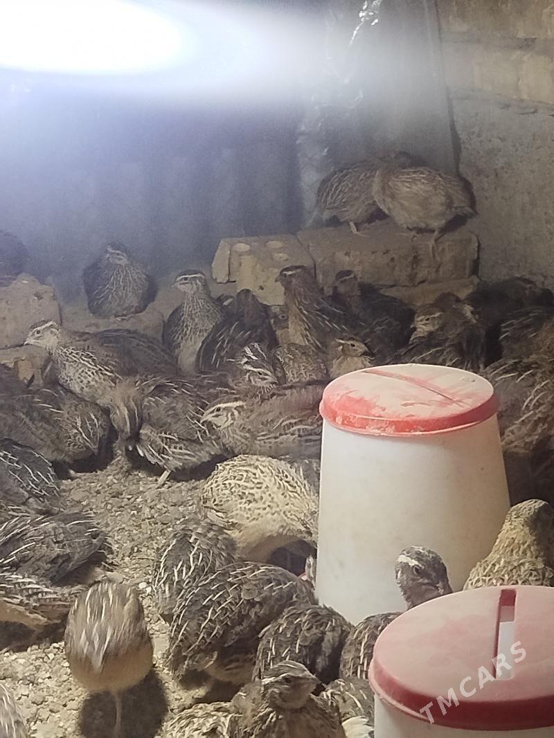 bedenebedene - Sakarçäge - img 7