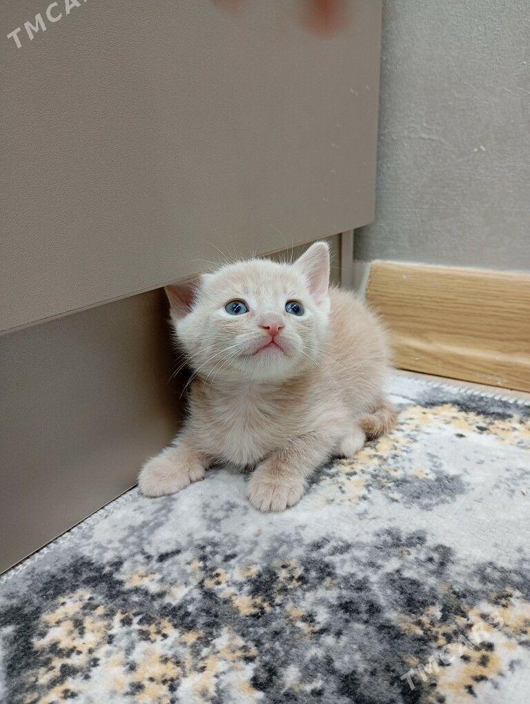 котёнок (мальчик) - Türkmenbaşy - img 2