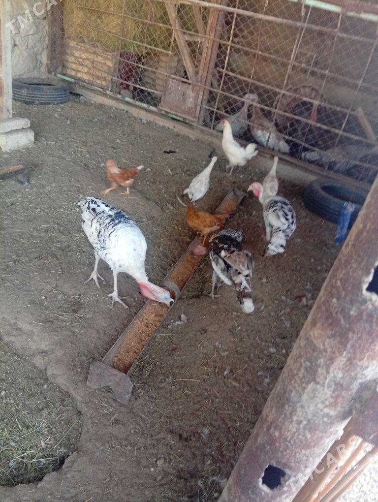 Indyuk - Balkanabat - img 1