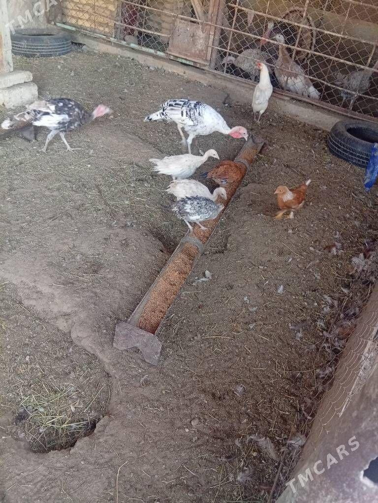 Indyuk - Balkanabat - img 2