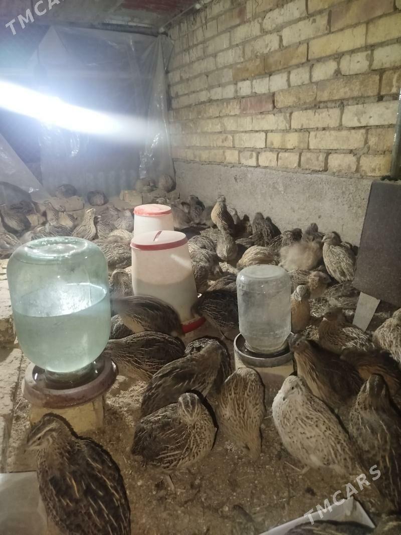 bedenebedene - Sakarçäge - img 4