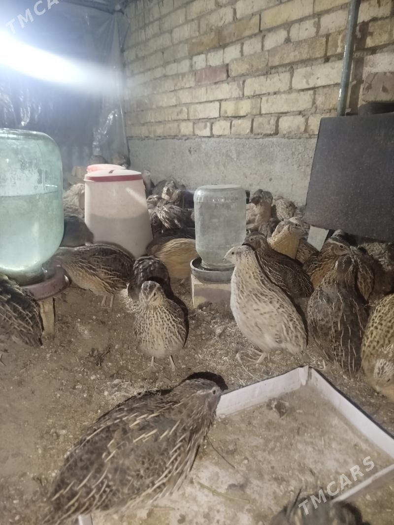 bedenebedene - Sakarçäge - img 3