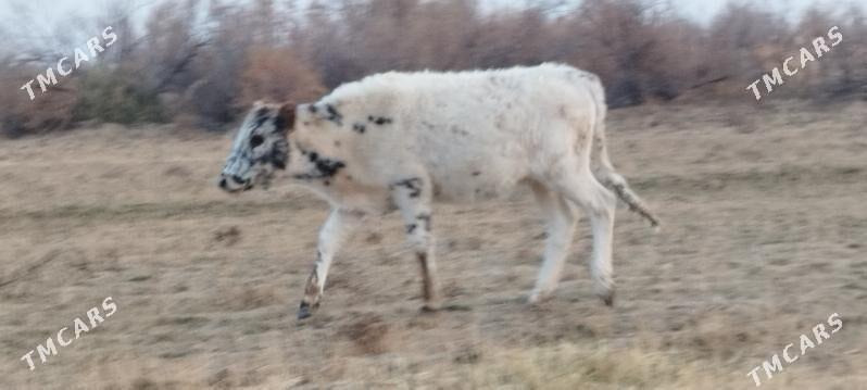 Göle - Гёкдепе - img 2