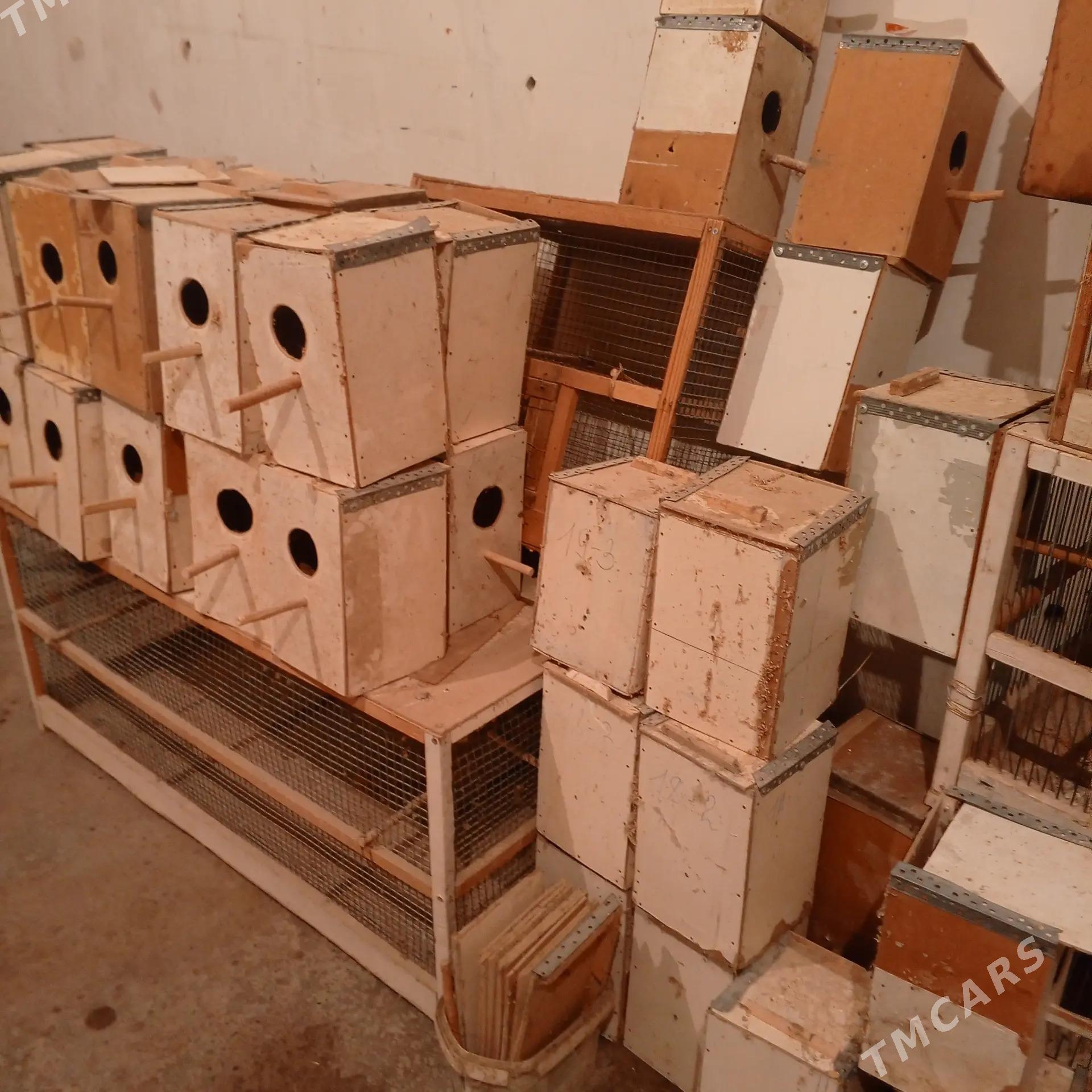 Ketek popugay - Чарджоу - img 4