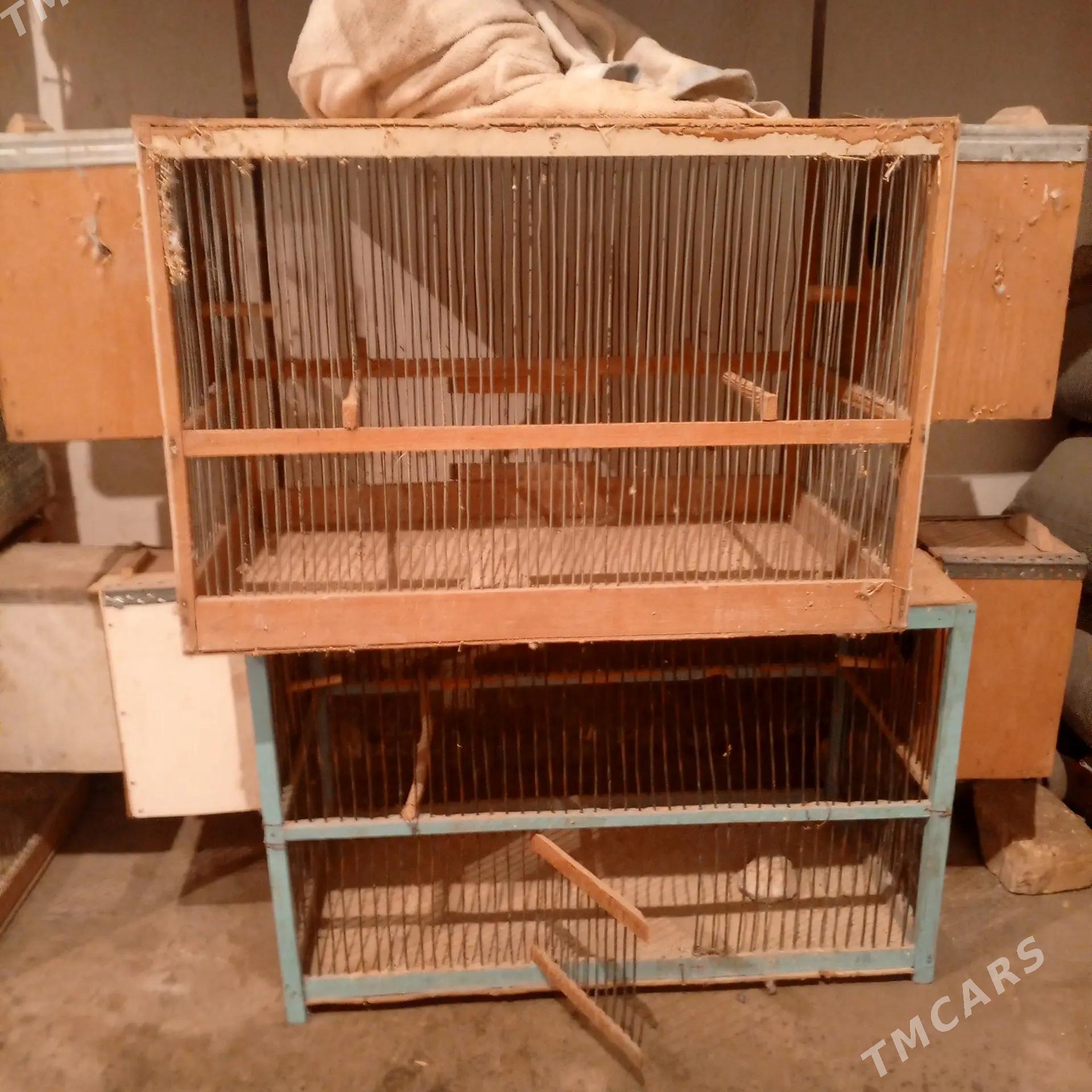 Ketek popugay - Чарджоу - img 2