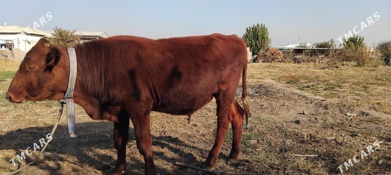 okuz - Сакарчага - img 3