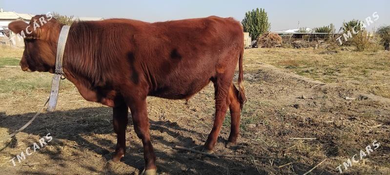 okuz - Сакарчага - img 2