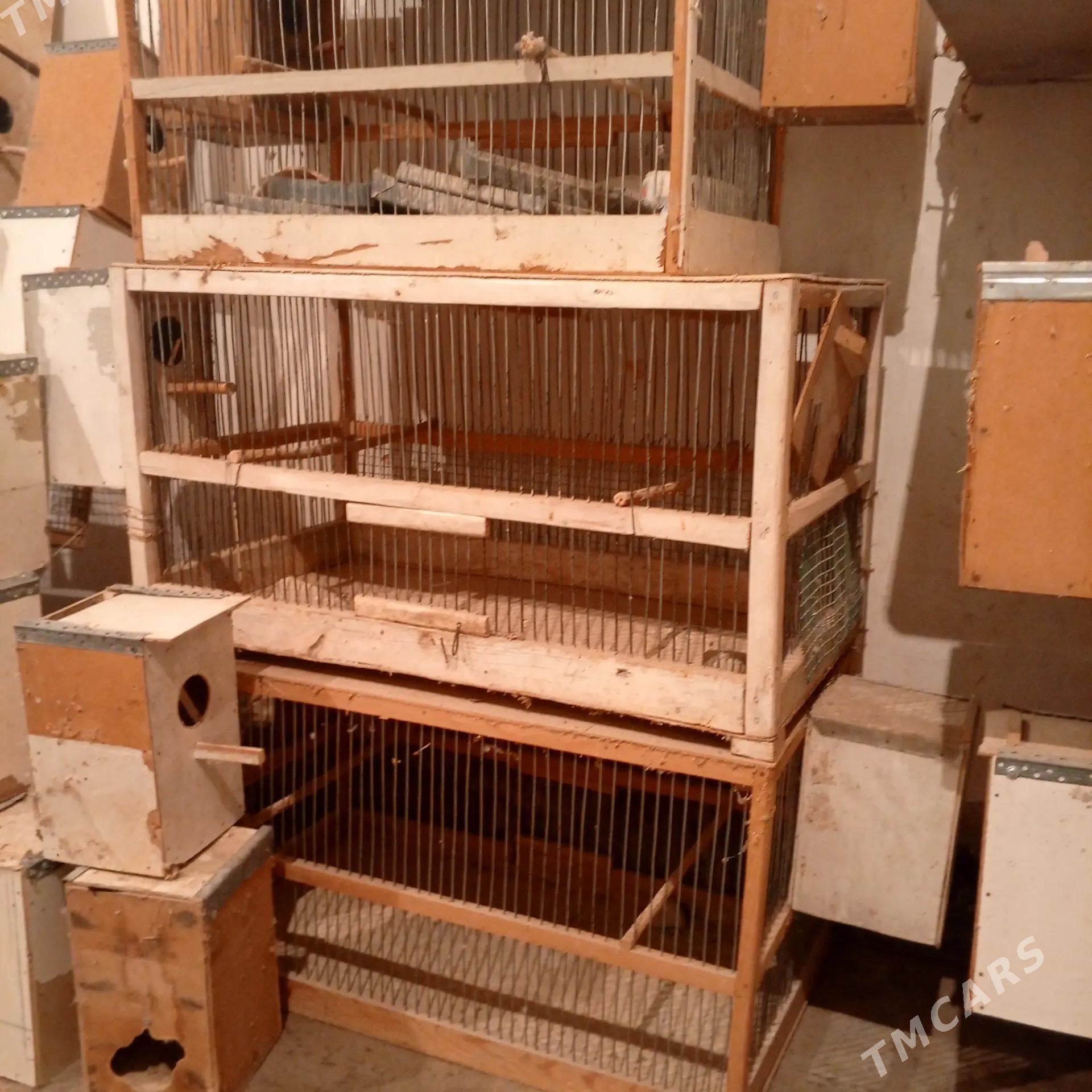 Ketek popugay - Чарджоу - img 3